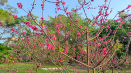 受台风“鹦鹉”影响 琼州海峡航线于6月13日15:00时起全线停航